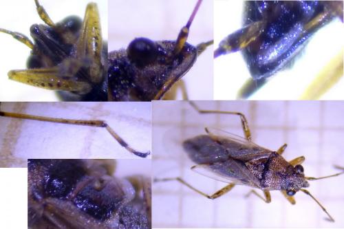 Nysius sp.